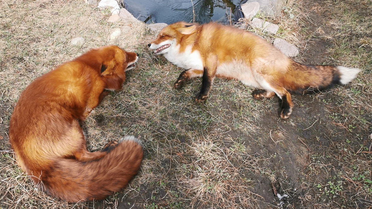 Лис Альф и лиса Фокси (справа)