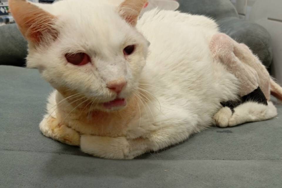    Фото: Волгоградский кошачий приют "Домик"