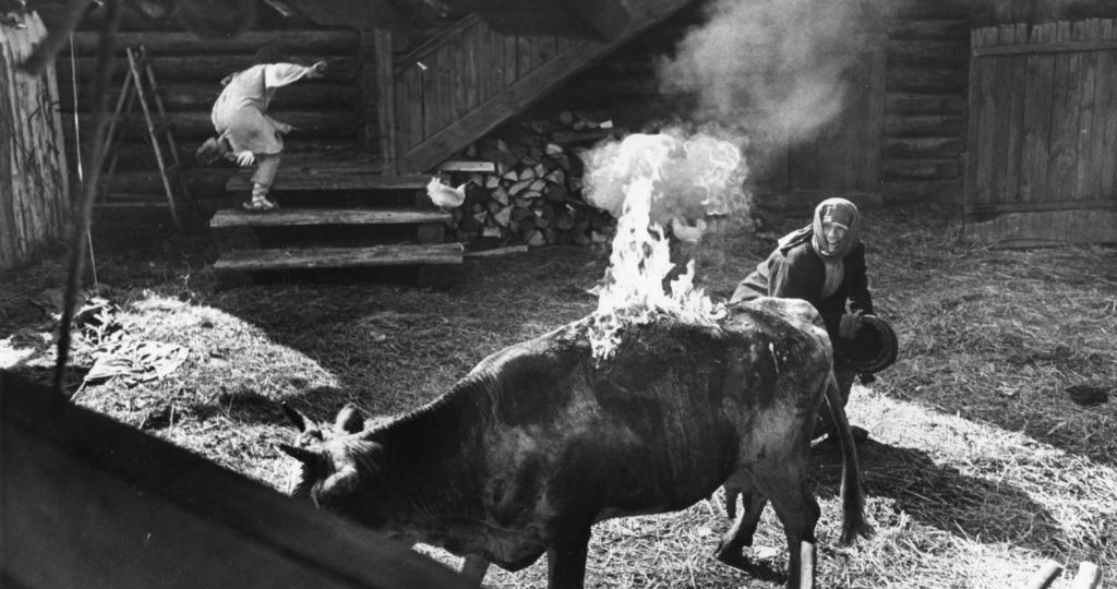 «Нас просто обнулили»: история семьи, у которой сожгли коров — две недели ада