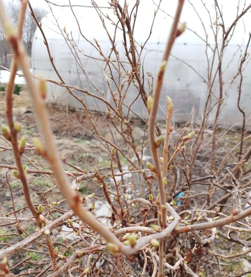 Пока писала статью обнаружила, что смородина уже проснулась, хотя на дворе 29.03