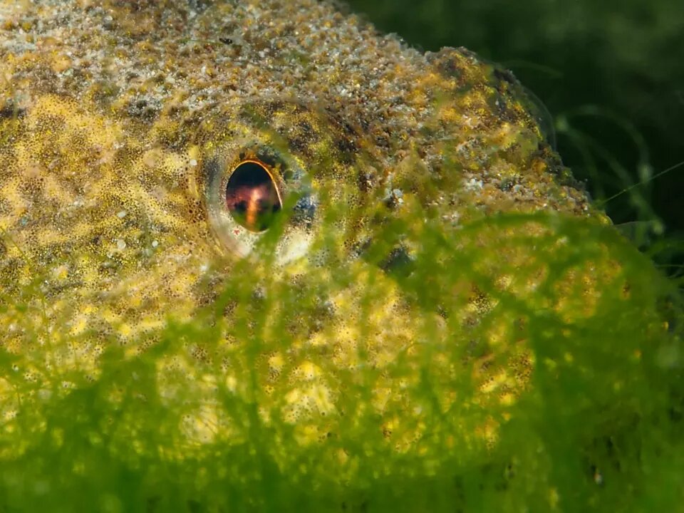    Подводные обитатели Телецкого озера. Источник: Роман и Татьяна Воробьевы, Алтайский биосферный заповедник