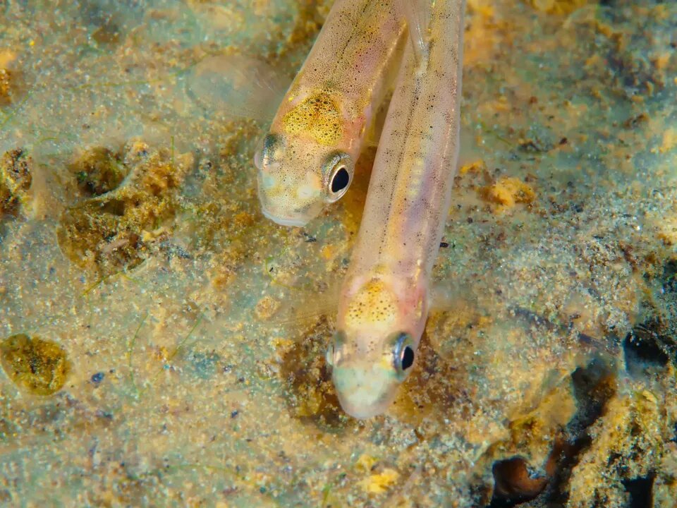    Подводные обитатели Телецкого озера. Источник: Роман и Татьяна Воробьевы, Алтайский биосферный заповедник