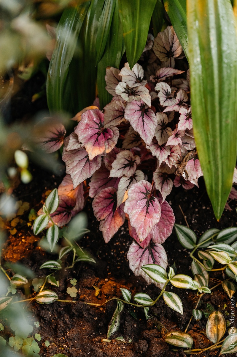 Фото: Лариса Метелева