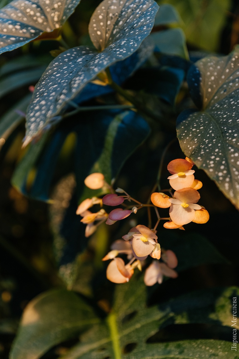 Фото: Лариса Метелева