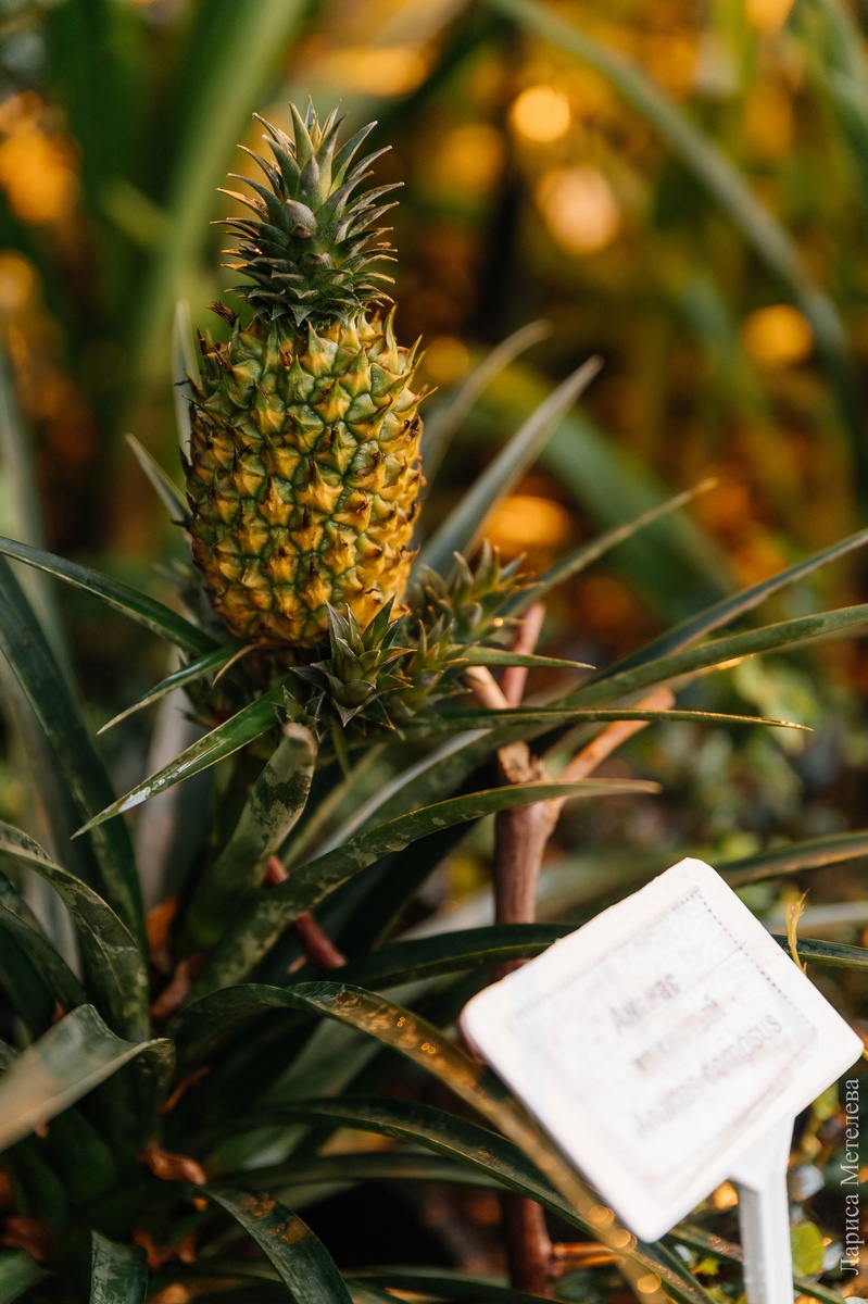 Фото: Лариса Метелева