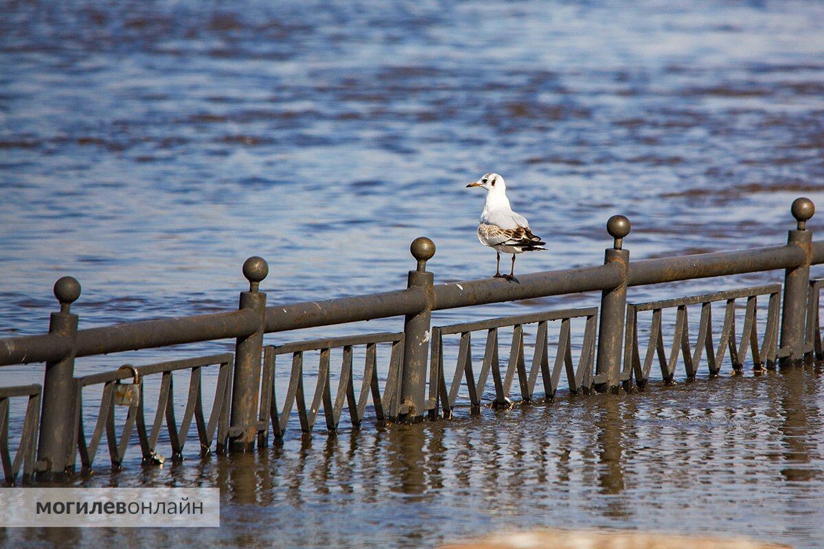  © МогилевОнлайн