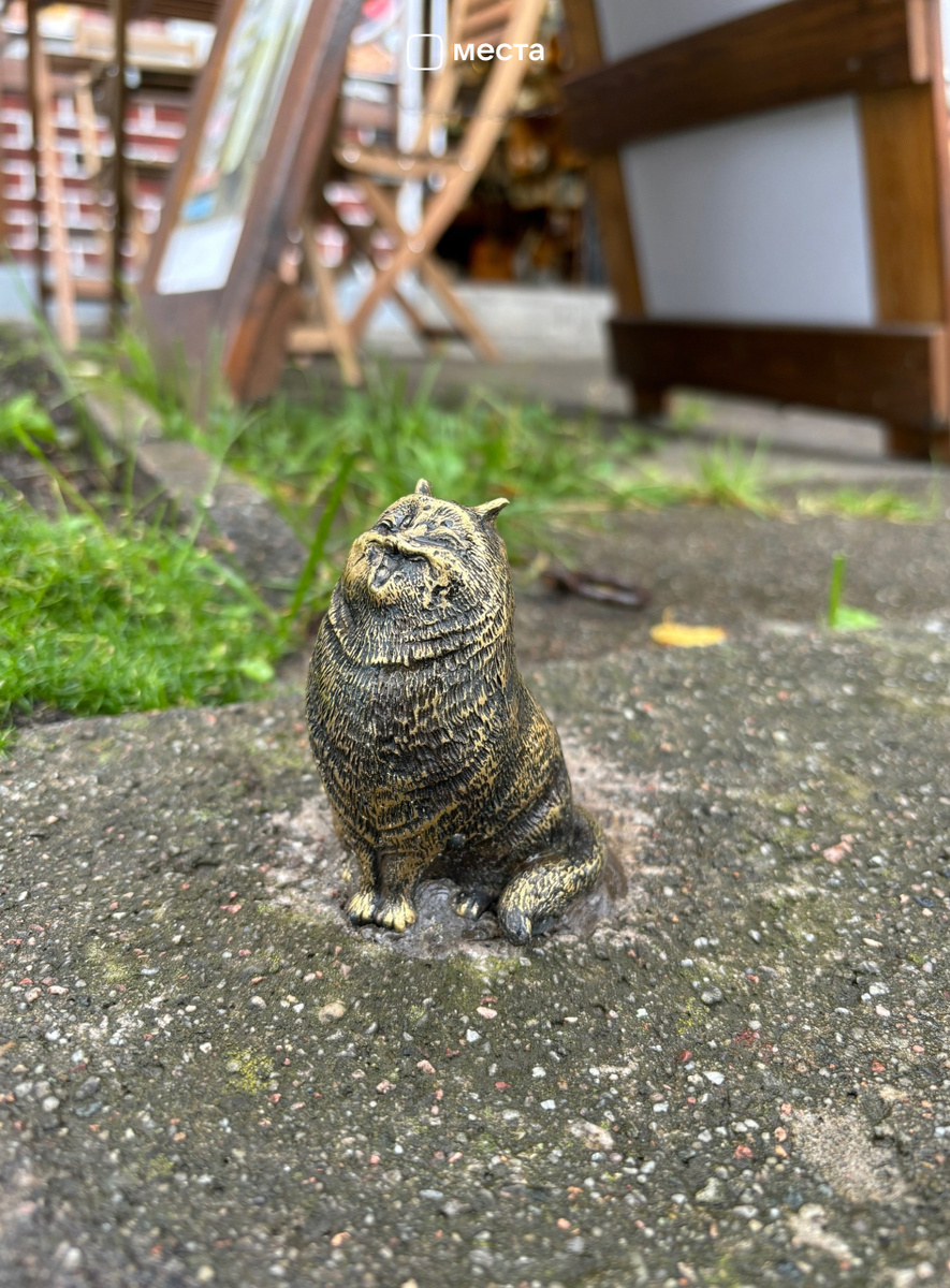 Разбавим текст зеленоградским котиком. Источник: VK Места