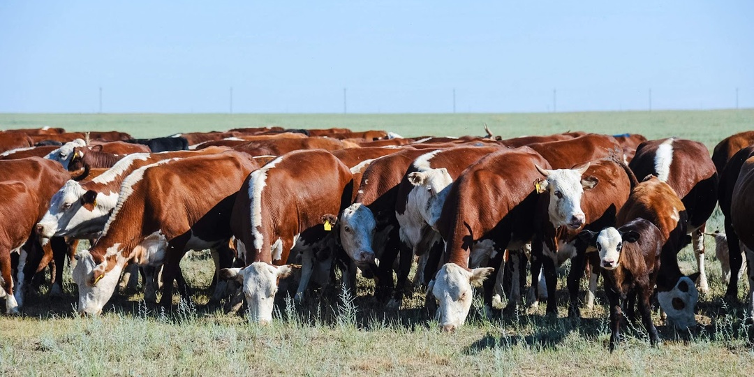 Вспышку бруцеллеза зафиксировали на территории Волгоградской области