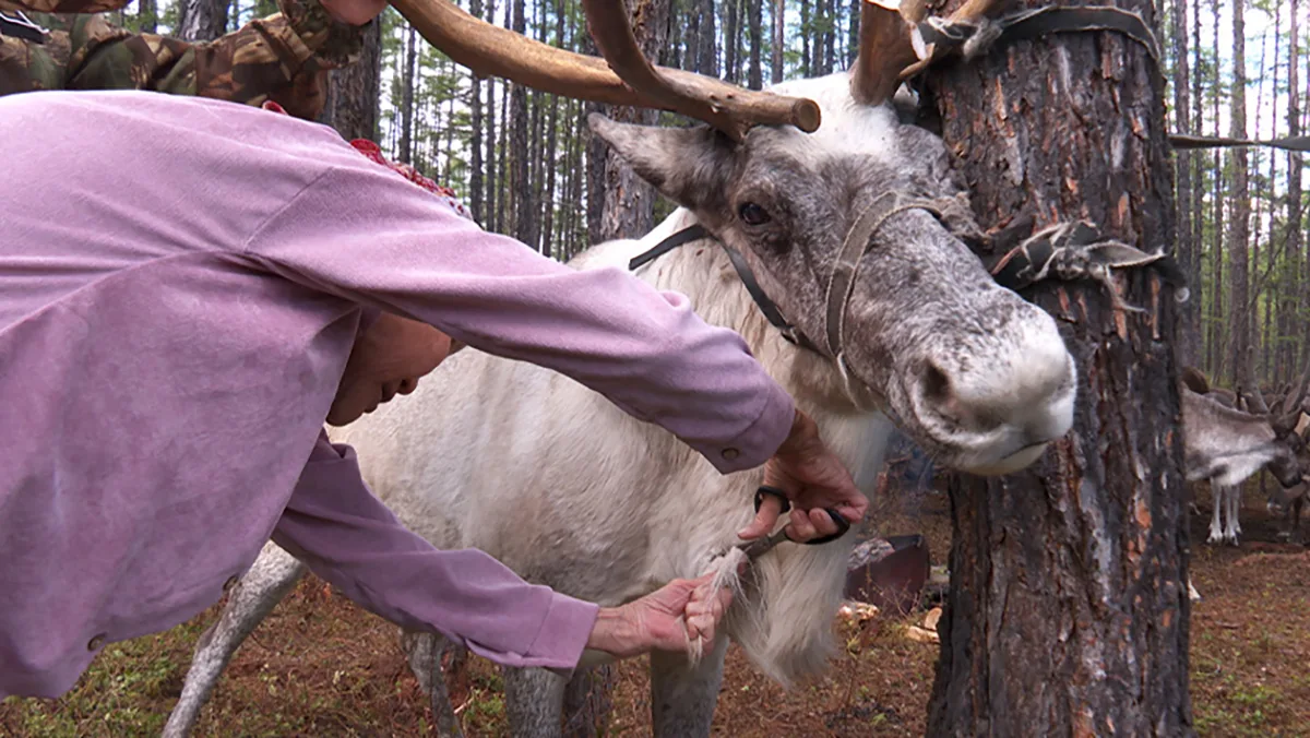 У мастериц особенно ценится волос оленей-«блондинов». Фото: gtrkamur.ru