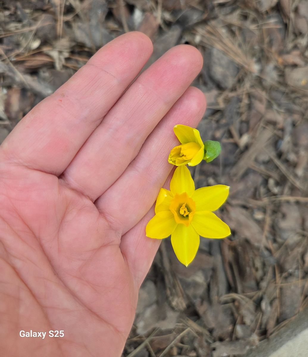 Первые нарциссы. Фото: Зеленая леди, сад, семья и томатный сок 