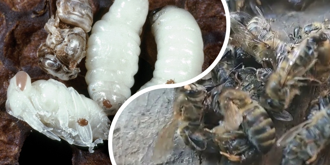 Варроа - это комар, а тропилелапс - пиранья! Почему мы не готовы к новой угрозе?