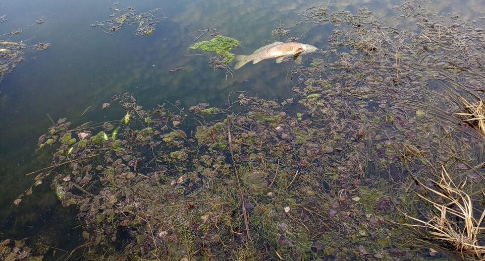    now_frolovo / vk.com