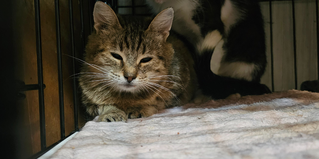 Помогите спасти приют от голода.