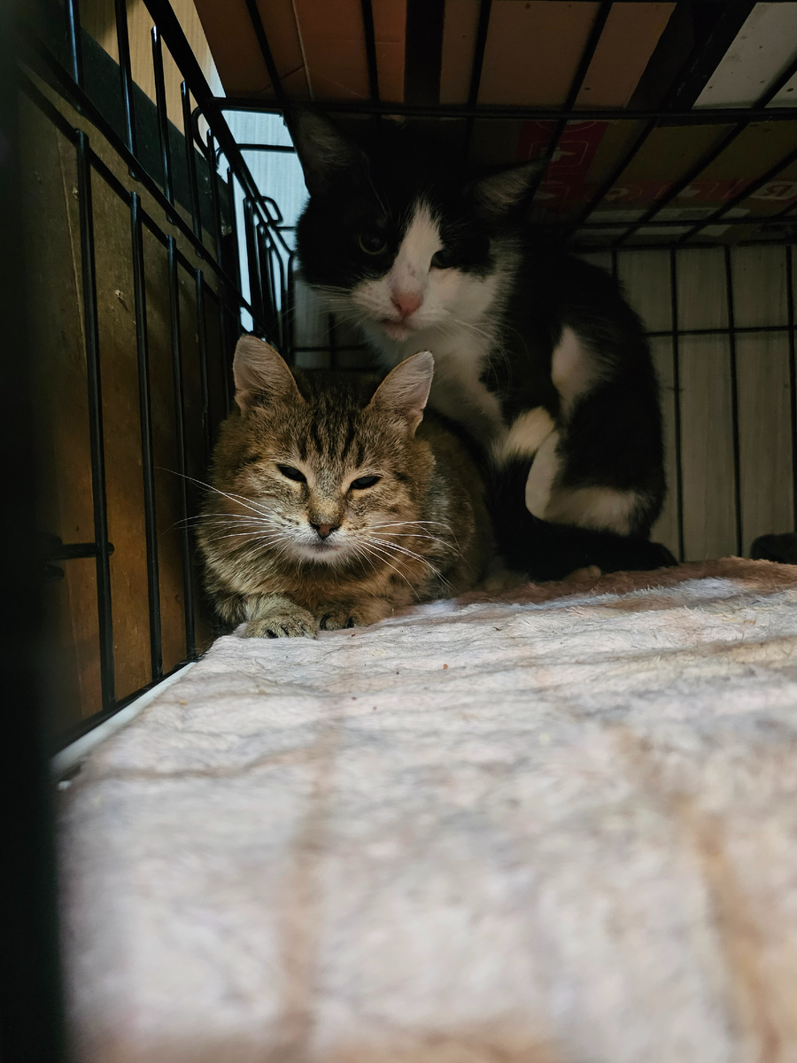 Фото автора. Ребята с кладбища. Они оооочень хотят жить.