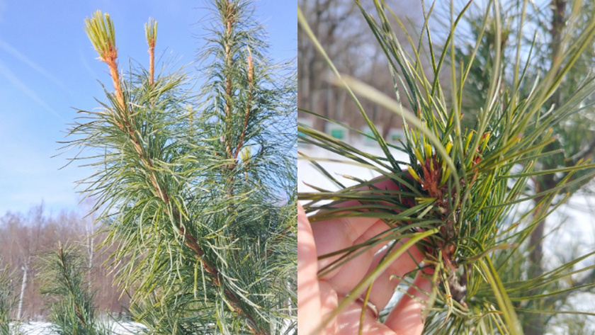     Дирекция ООПТ Владимирской области