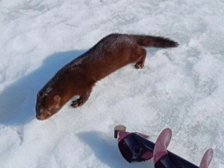     Фото: издательство «Пресса»