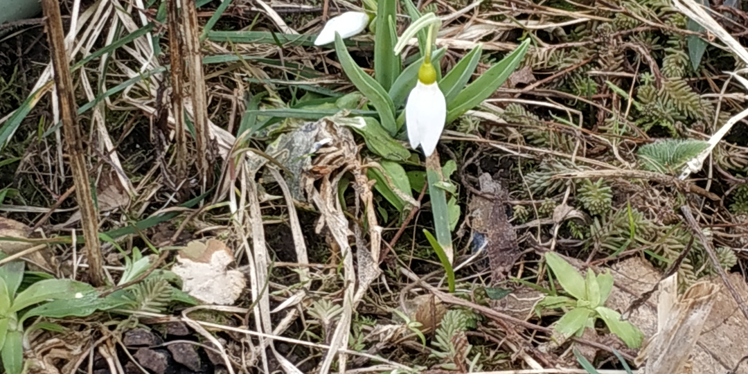 Весна в теплице в разгаре, а март заканчивается. Репортаж из сада