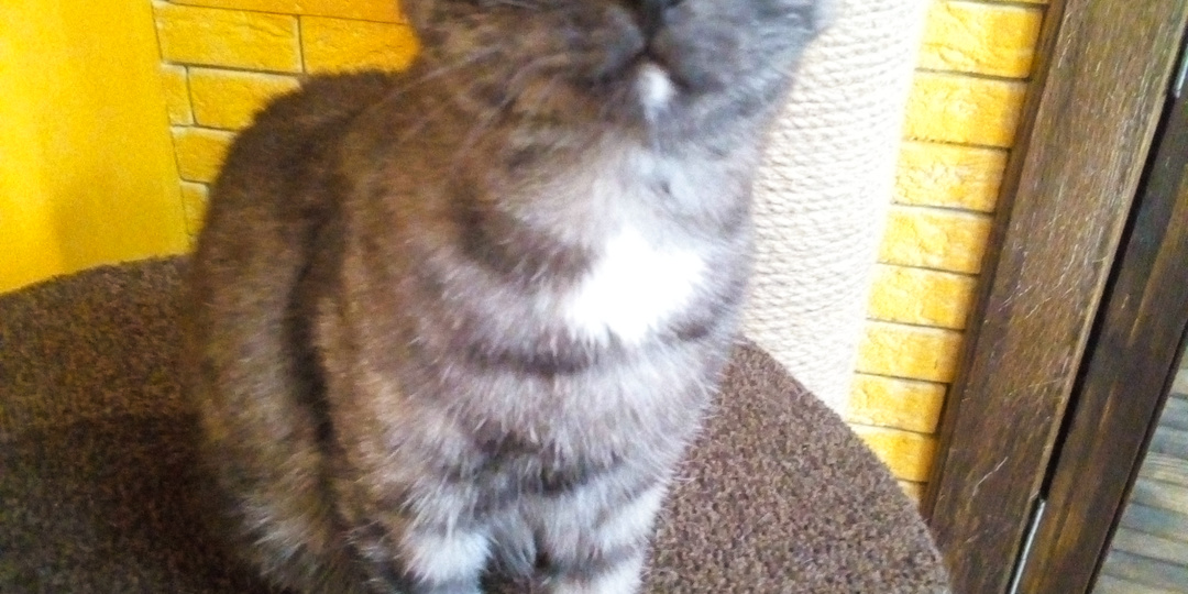 Сделаем Москву теплее и пушистее? Экскурсия в московское котокафе "Котики и люди".