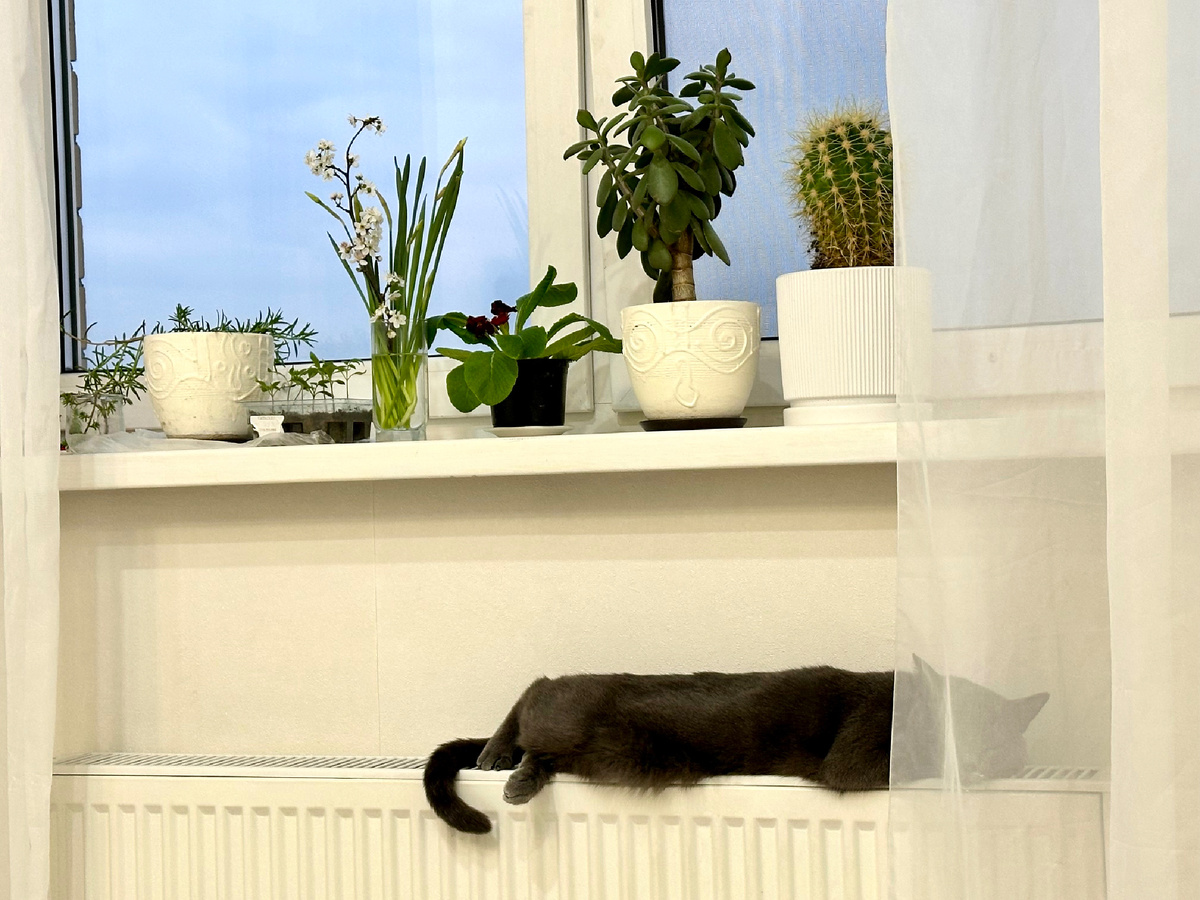 Кот на батарее греется и весной.