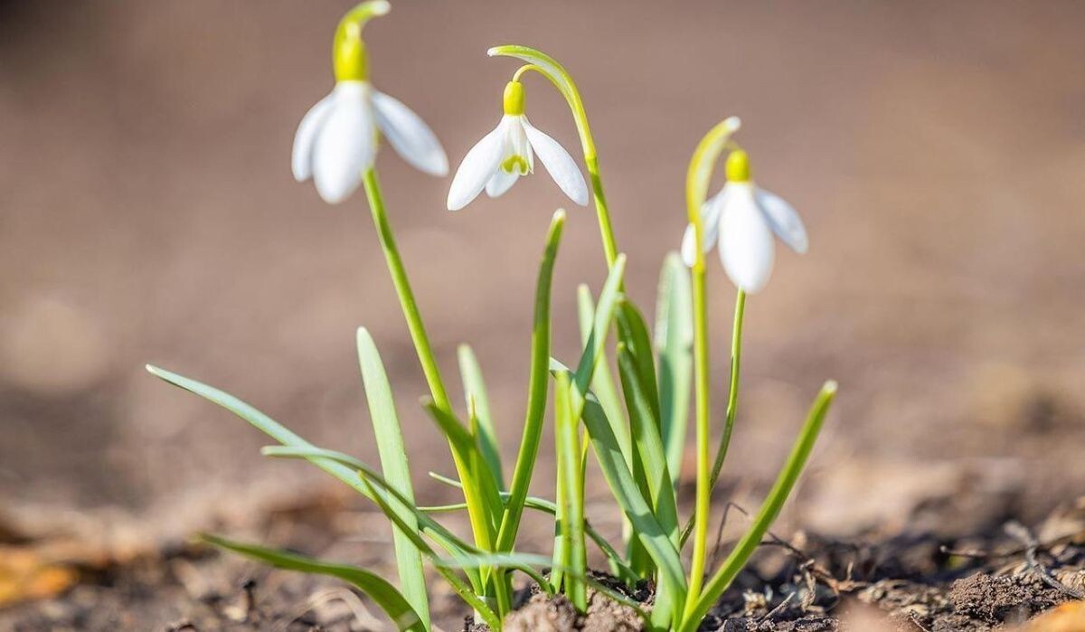     Цветок. Источник: mos ru Автор фото: Пресс-служба Мэра и Правительства Москвы