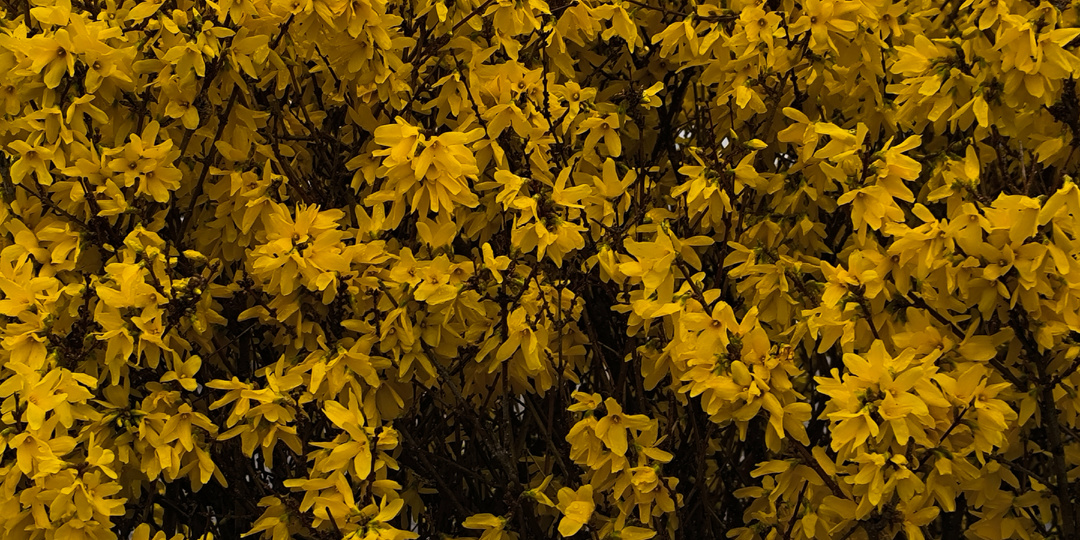 Воскресенье. 30.03.26 Туман, весёлая белка и музыкальный котик.