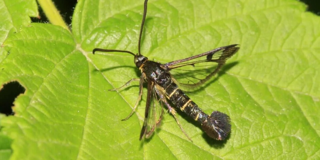 Скрытая угроза в саду: как распознать и победить стеклянницу