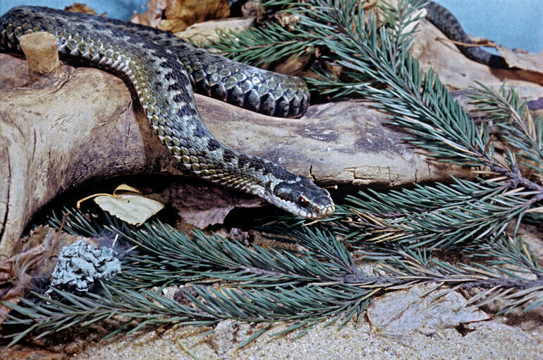   И. Мухин/РИА Новости