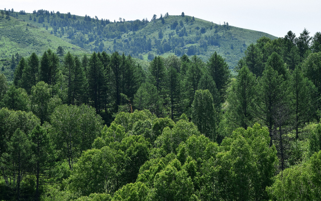  Алтай. Фото: Evgeny Boginsky. Собственная работа, CC BY-SA 4.0, https://commons.wikimedia.org/w/index.php?curid=91172058