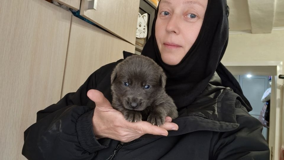 Кто же это? Лиловый медвежонок или голубой щенок?