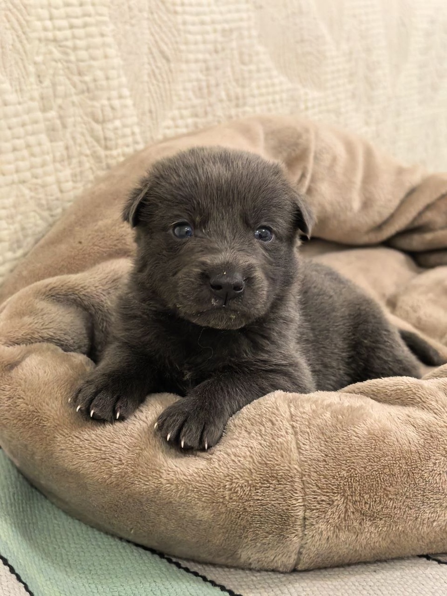 Молоко на губах еще не обсохло)