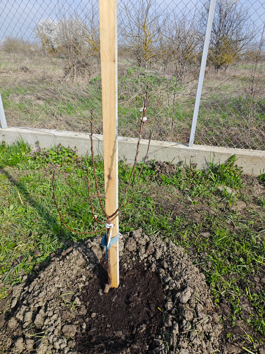 Абрикос во весь свой небольшой рост