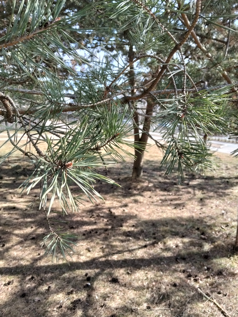 Сосновая рощица прозрачна и светла.