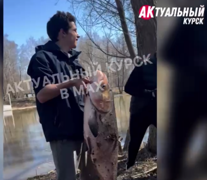     ТГ Актуальный Курск / скрин видео