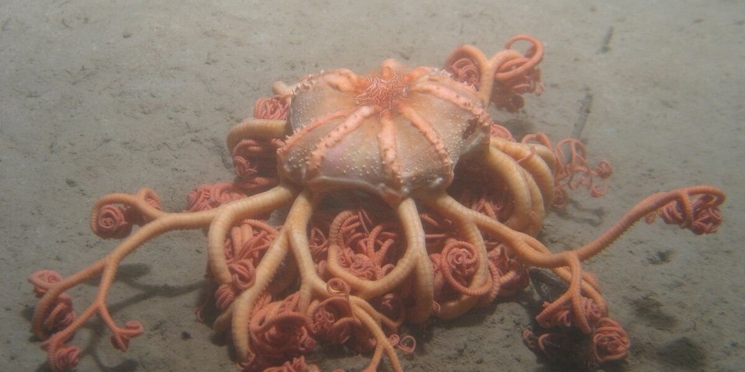 Эти 9 фотографий удивят даже знатоков зоологии. Интереснейшие снимки с описанием