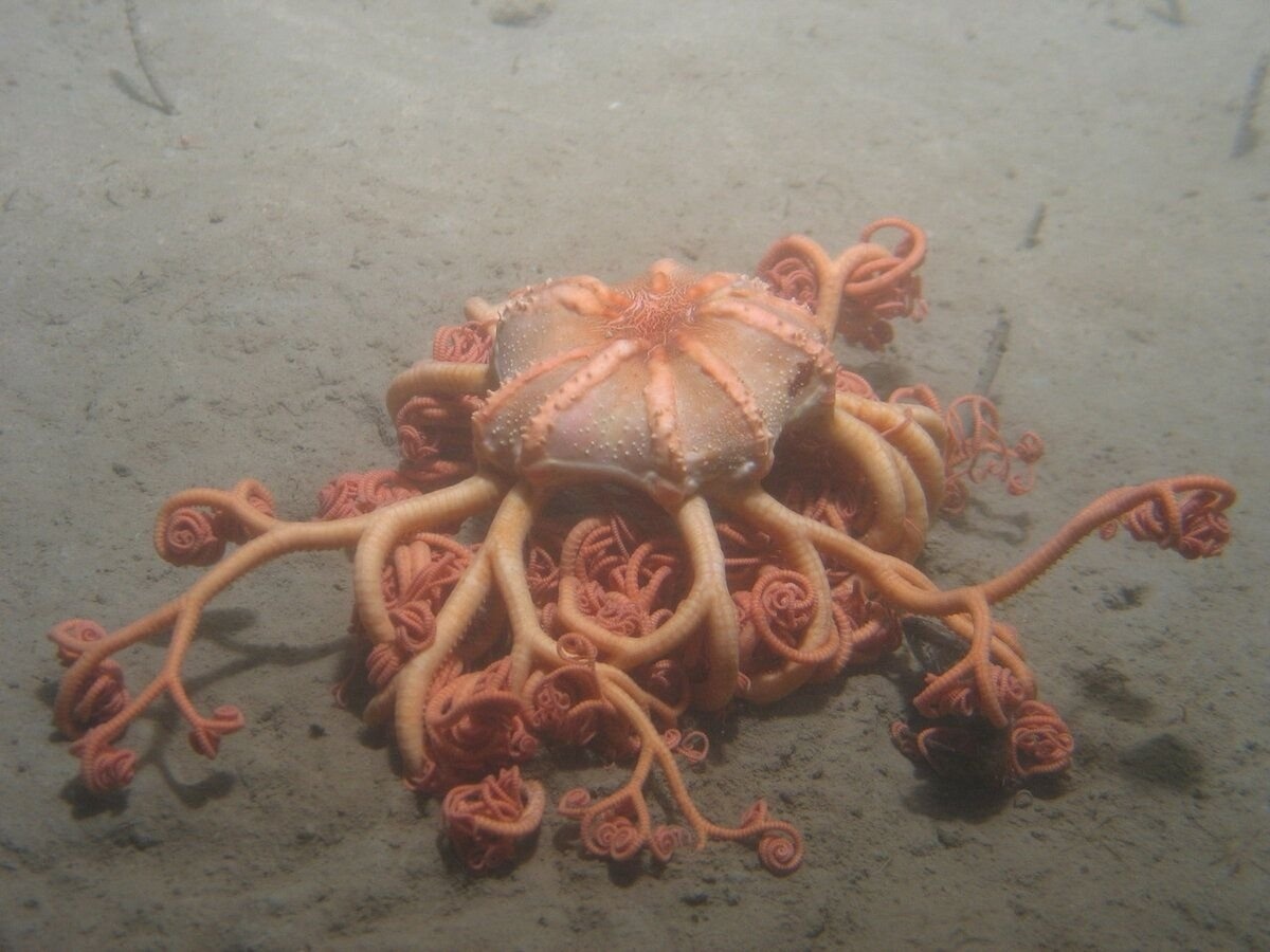 Офиура голова Горгоны. Родственник морских звёзд. Жуткое иглокожее с сотнями маленьких щупалец. В развернутом состоянии тянется на пару метров. Каждое щупальце непрерывно ищет на дне какую нибудь органику, чтобы отправить в рот, который находится в центре этого инопланетного купола. Предпочитает северные арктические моря.