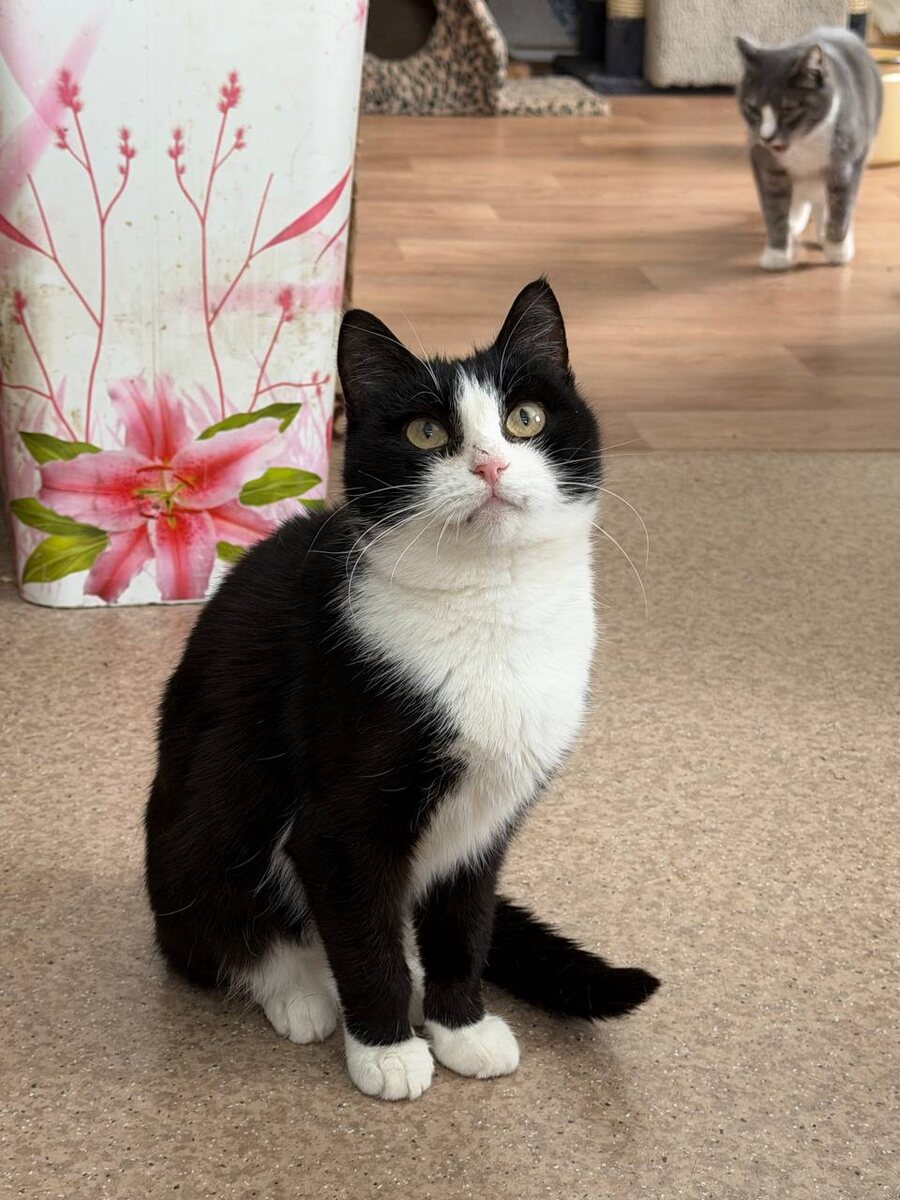 Внимательная Линда