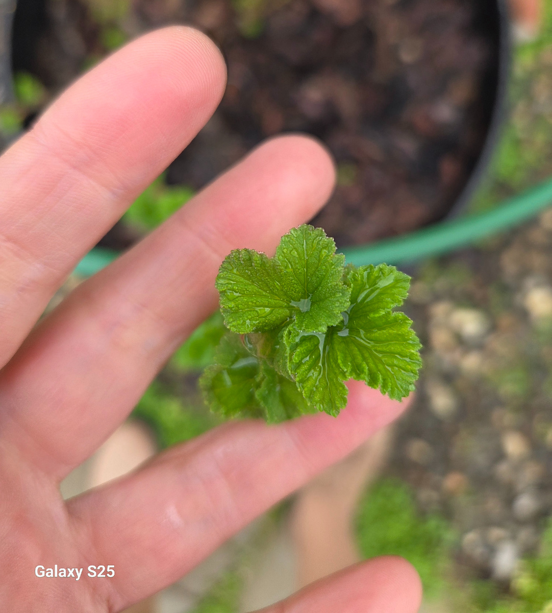 Фото: Зеленая леди, сад, семья и томатный сок 