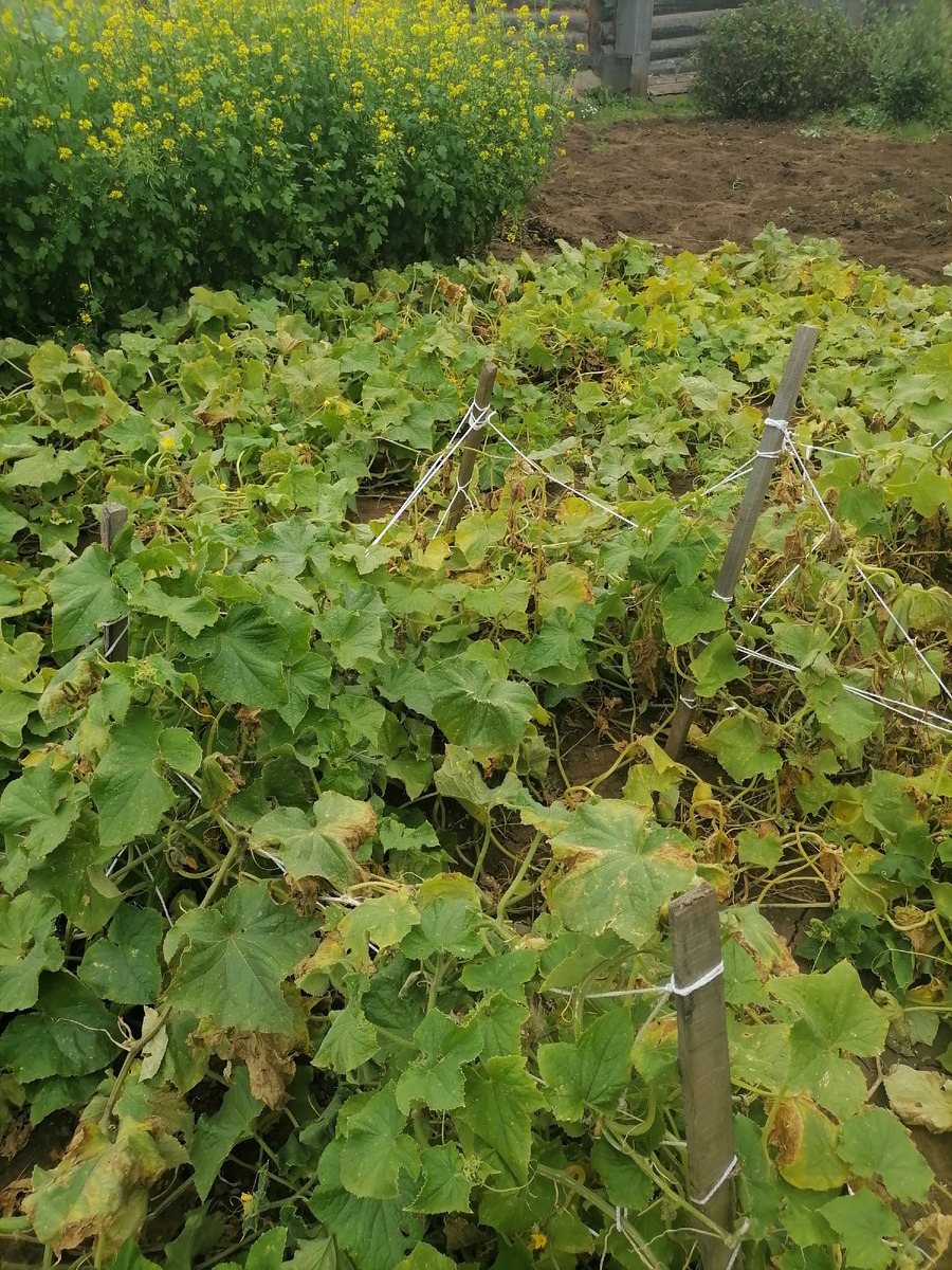 Прошлогодние огурцы