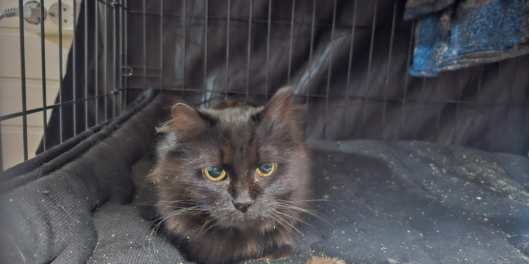 Помогите спасти приютских кошек. Они так хотят жить.