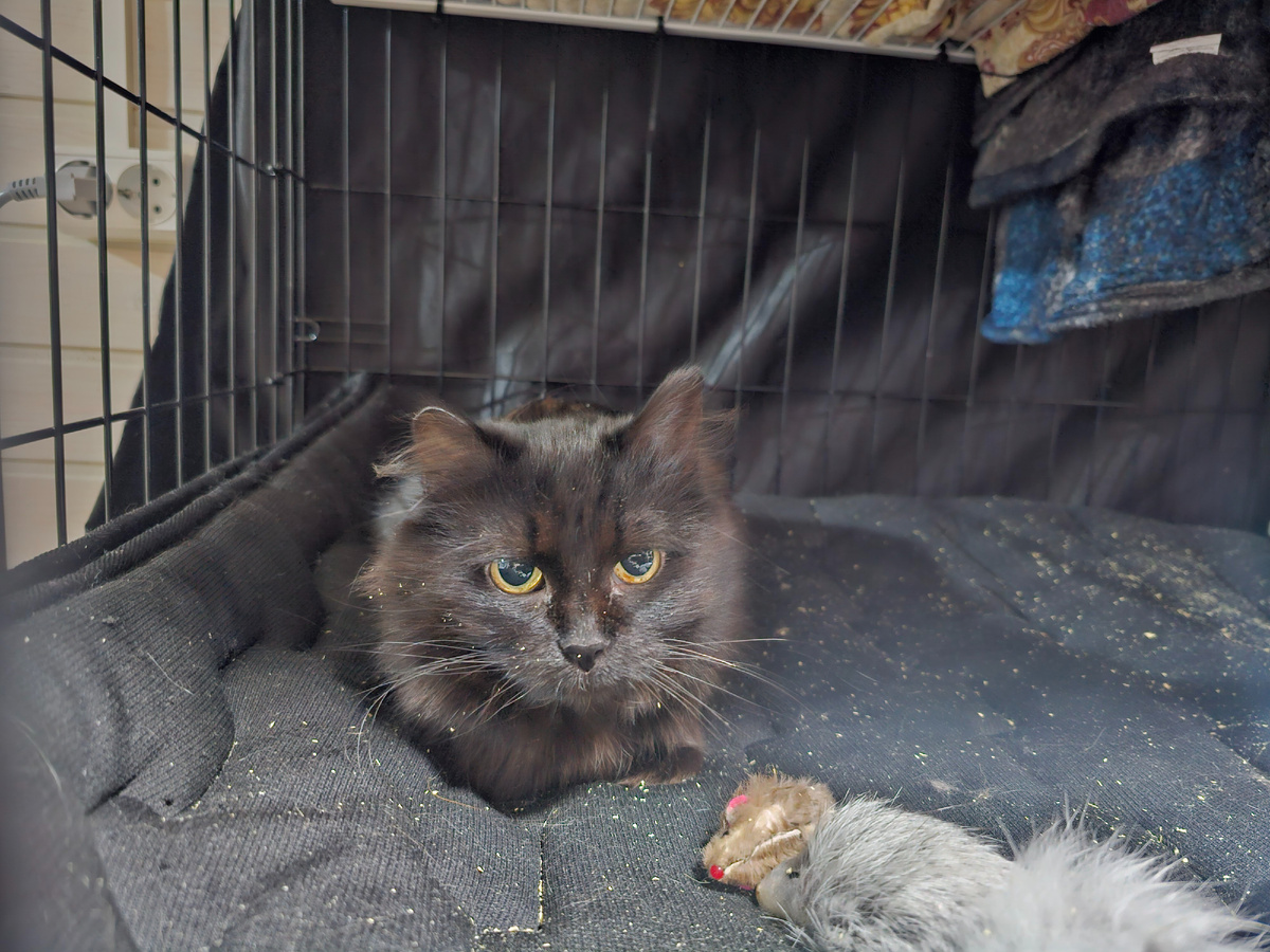 Фото автора. Агата.