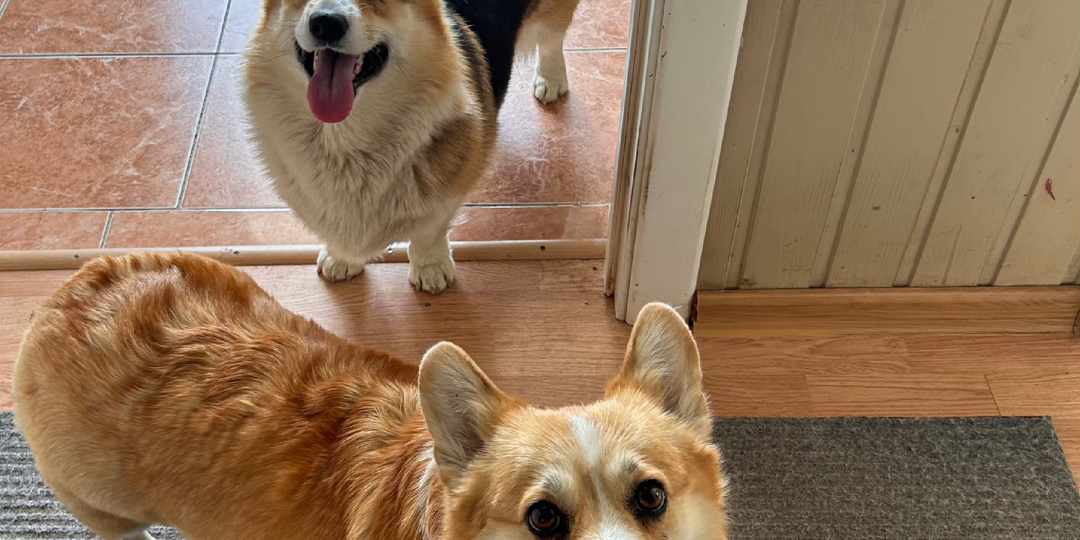 Март, который мы просидели дома (и всё из-за когтей) 🙈