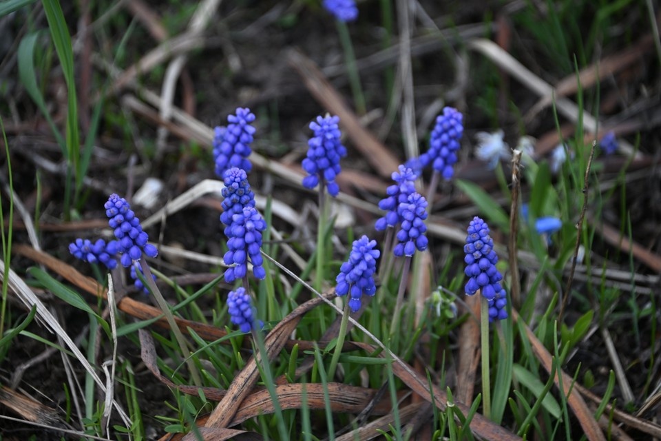    Ранняя весна принесла с собой ранний роспуск первоцветов и вербы. Евгения ГУСЕВА
