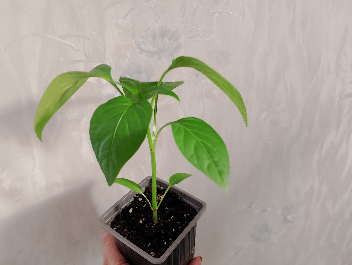 Знакомьтесь, это - Рамиро 😁