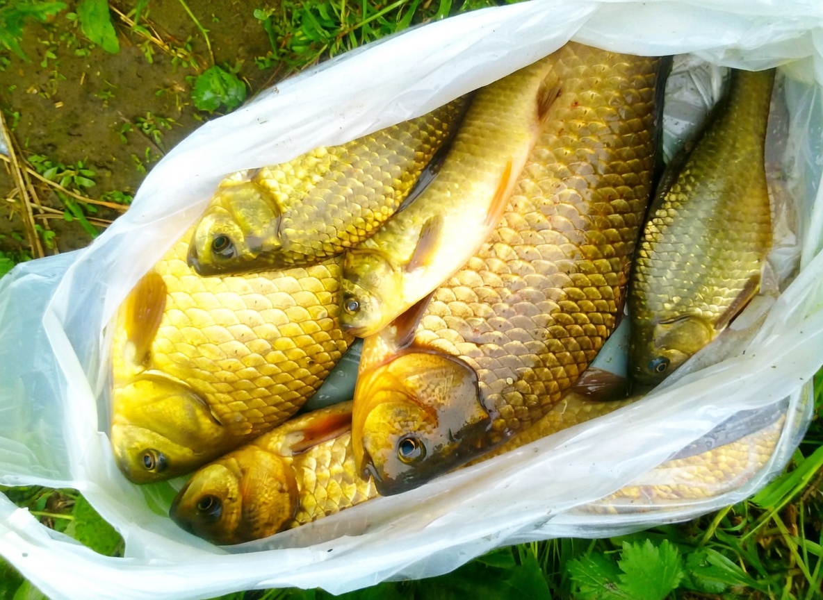 Улов карася за 3 часа утренней зорьки