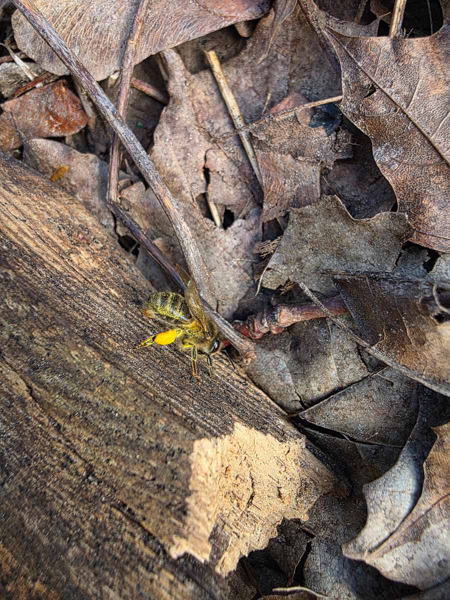 Пчела с обножкой