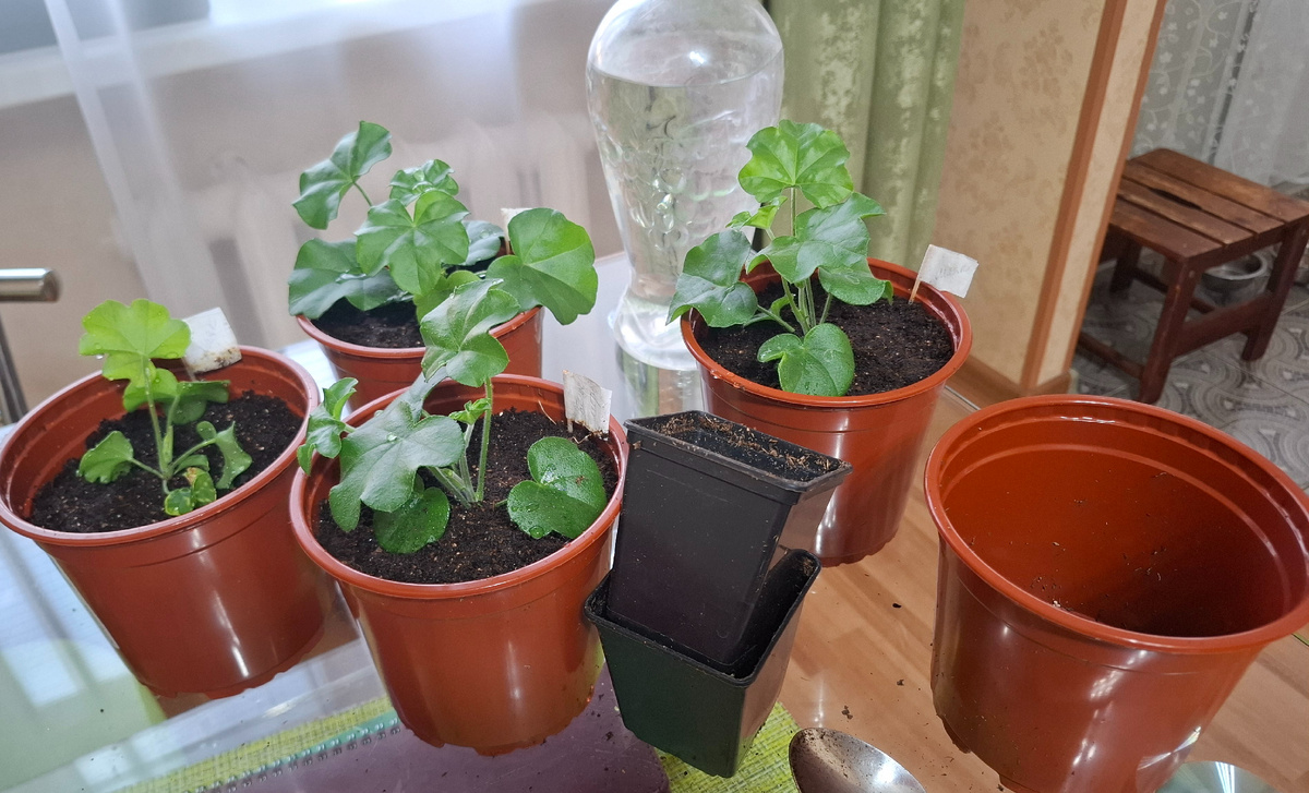 Пересадила в новые "домики".