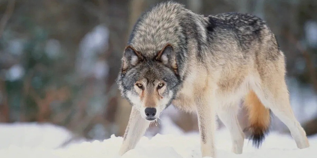 Это не собаки, сообразил охотник, это волки