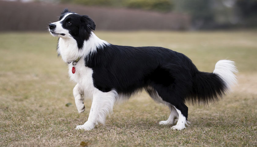 Самые послушные породы собак