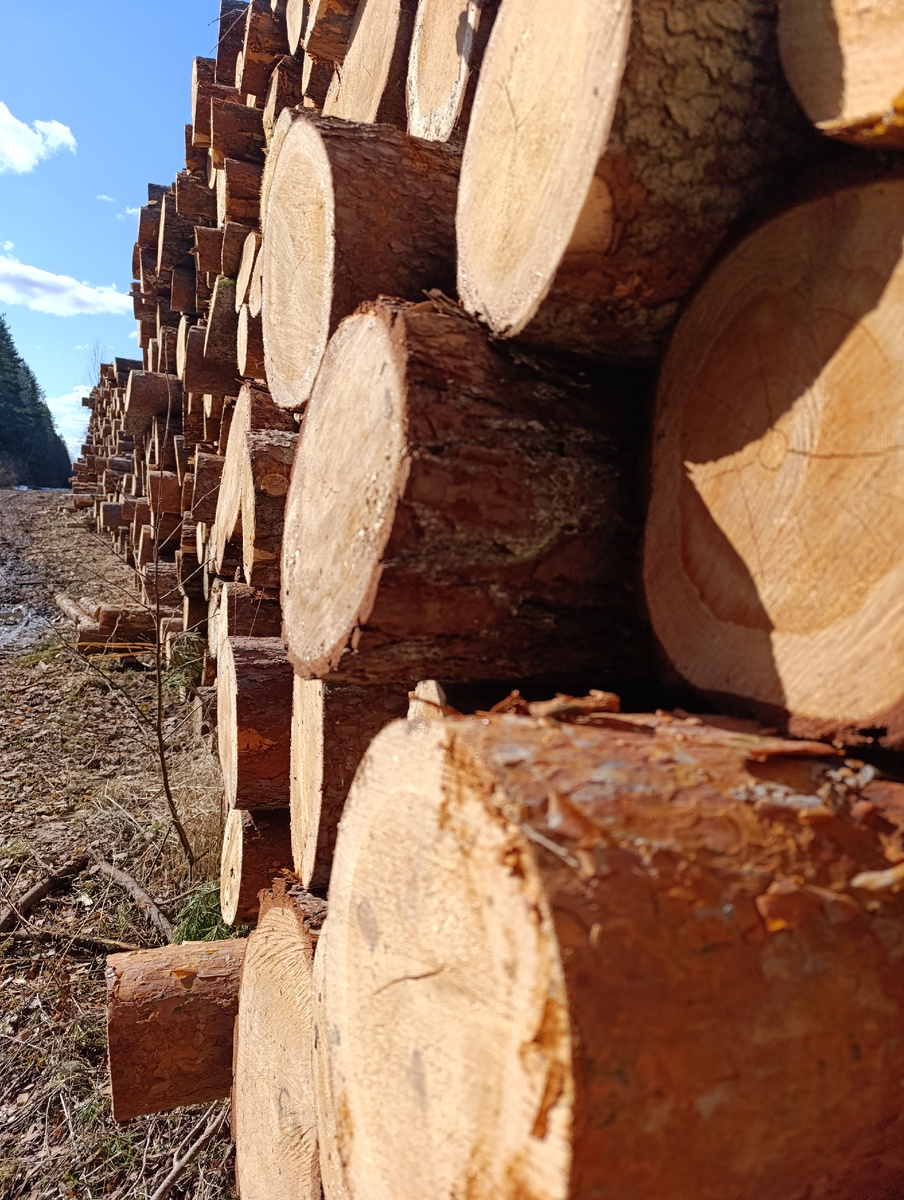 Лесозаготовки 