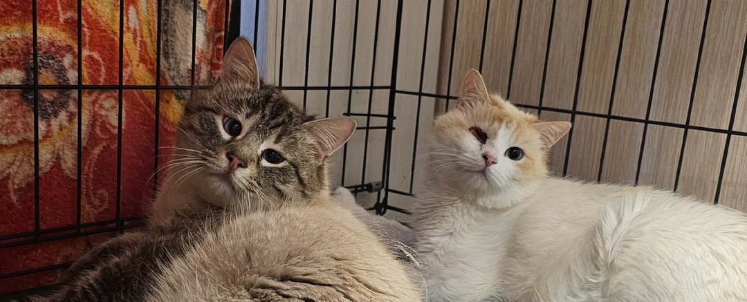 Помогите. Помогите спасти.